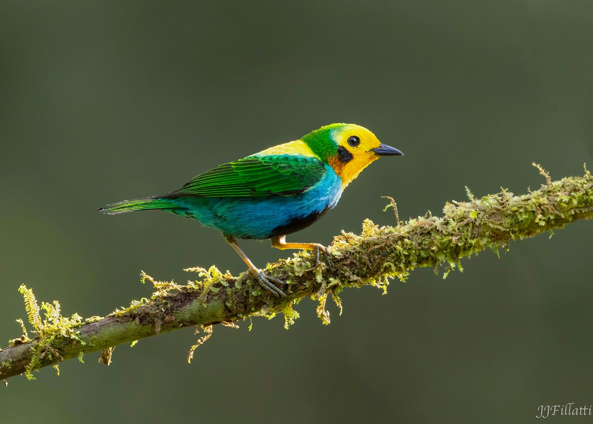 bird of colombia image 78